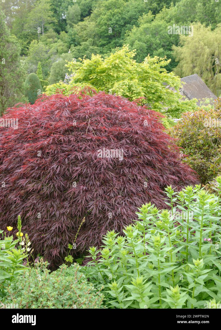 Japanischer Fan Farn (Acer palmatum 'Garnet'), Garden House, Yelverton, England, Großbritannien Stockfoto