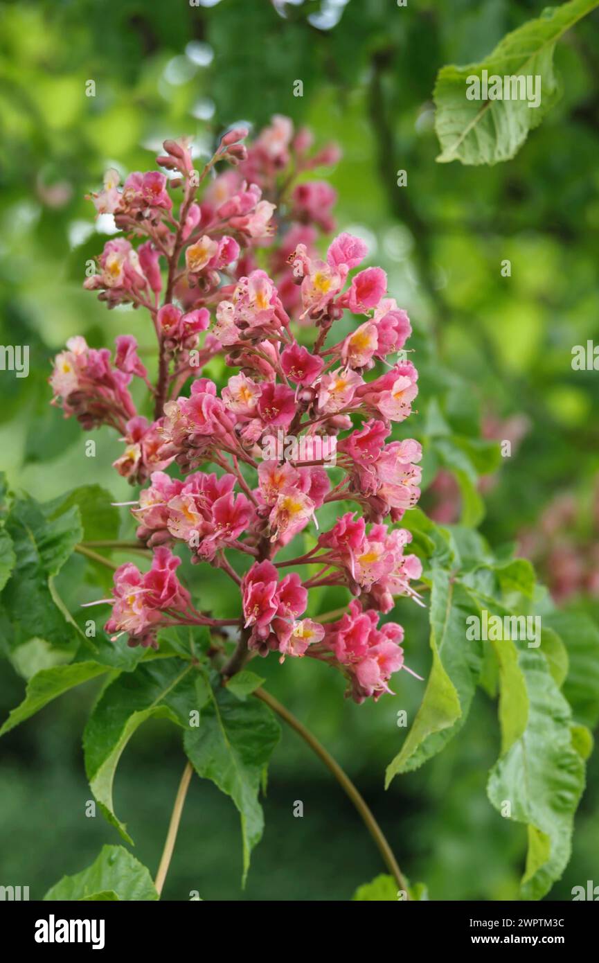 Rosskastanie (Aesculus x carnea 'Briotii'), Schwarze Pumpe, Brandenburg, Deutschland Stockfoto