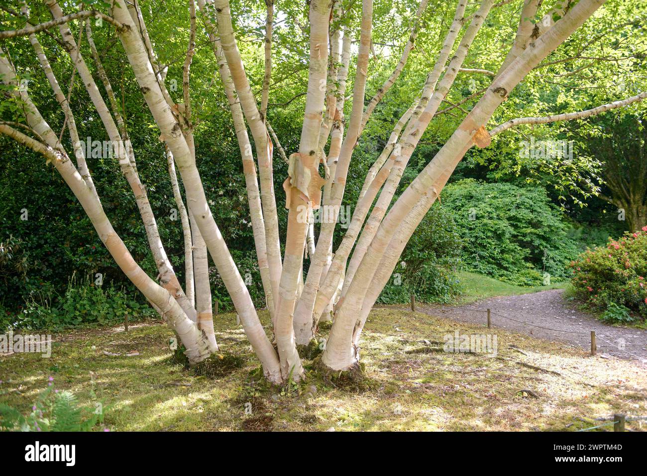 Goldene Birke (Betula ermanii „Grayswood Hill“), Garden House, Yelverton, England, Großbritannien Stockfoto