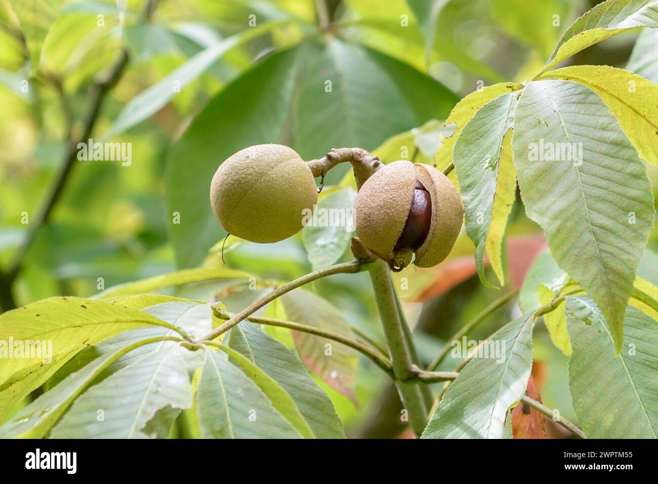 Gelbe Rosskastanie (Aesculus flava „Vestita“), Hohenheimer Gärten, Stuttgart, Baden-Württemberg, Deutschland Stockfoto