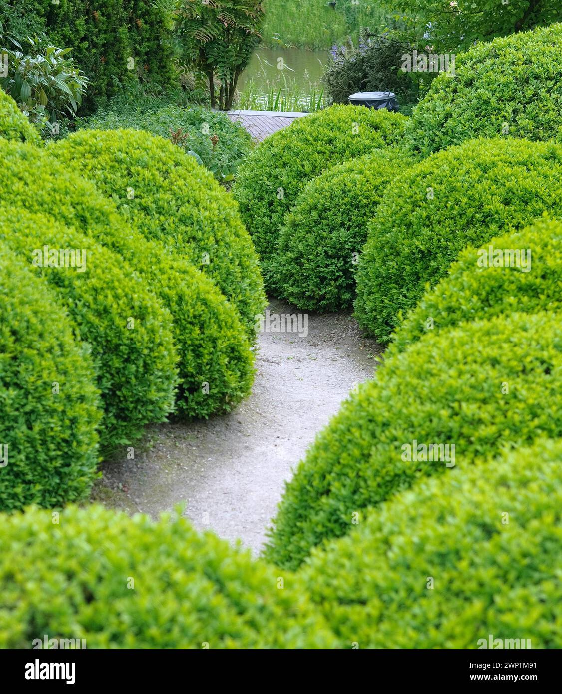 Buchsbaum (Buxus sempervirens arborescens), de Tuinen van Appeltern, Appeltern, 150 Stockfoto