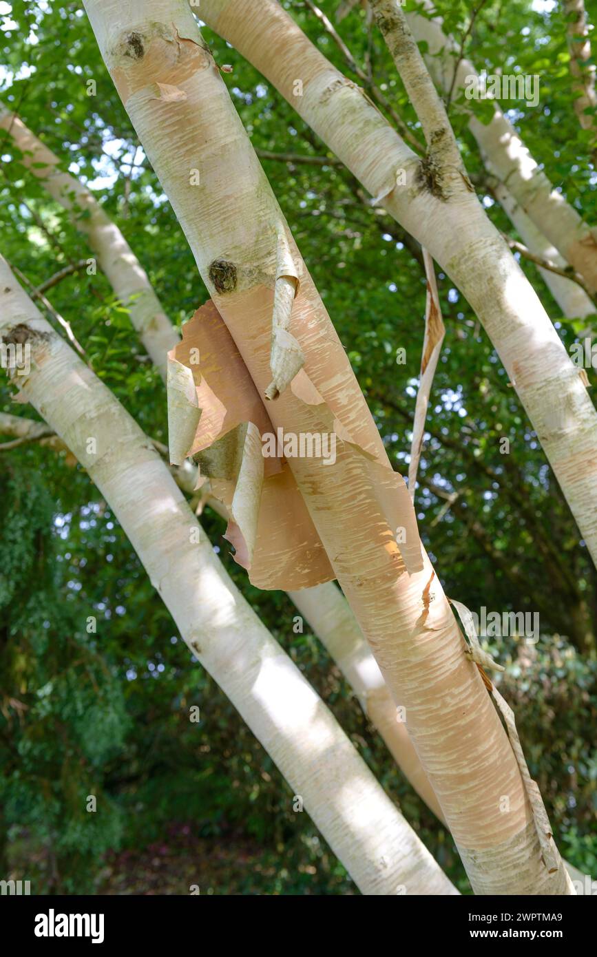 Goldene Birke (Betula ermanii „Grayswood Hill“), Garden House, Yelverton, England, Großbritannien Stockfoto