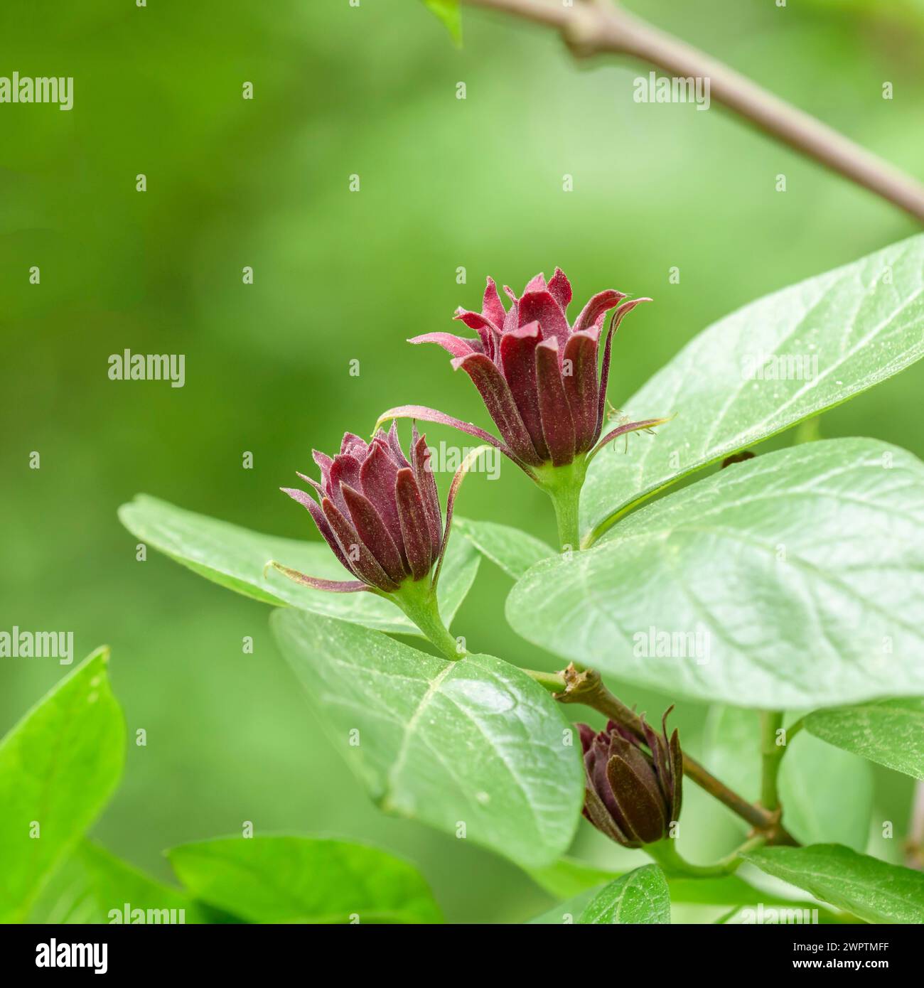 Gewürzbusch (Calycanthus floridus), Schlosspark Charlottenburg, Berlin, Deutschland Stockfoto