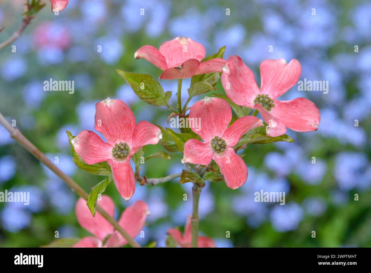 Blühender Hartholz (Cornus florida „Sweetwater“), Laussnitz, Sachsen, Deutschland Stockfoto