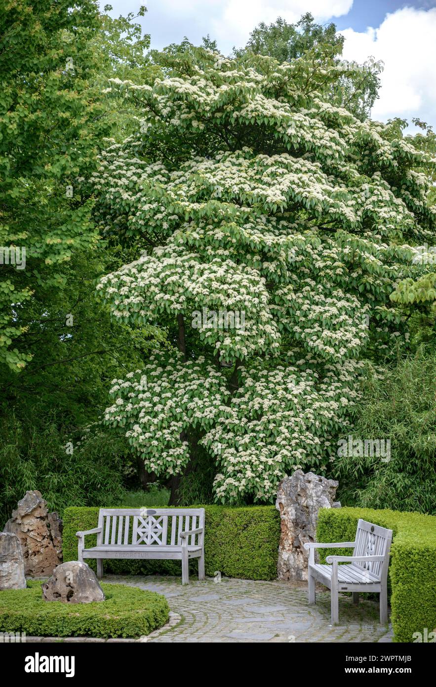 Dogwood (Cornus alternifolia), Arboretum Baumpark Ellerhoop, Ellerhoop-Thiensen, Schleswig-Holstein, Deutschland Stockfoto