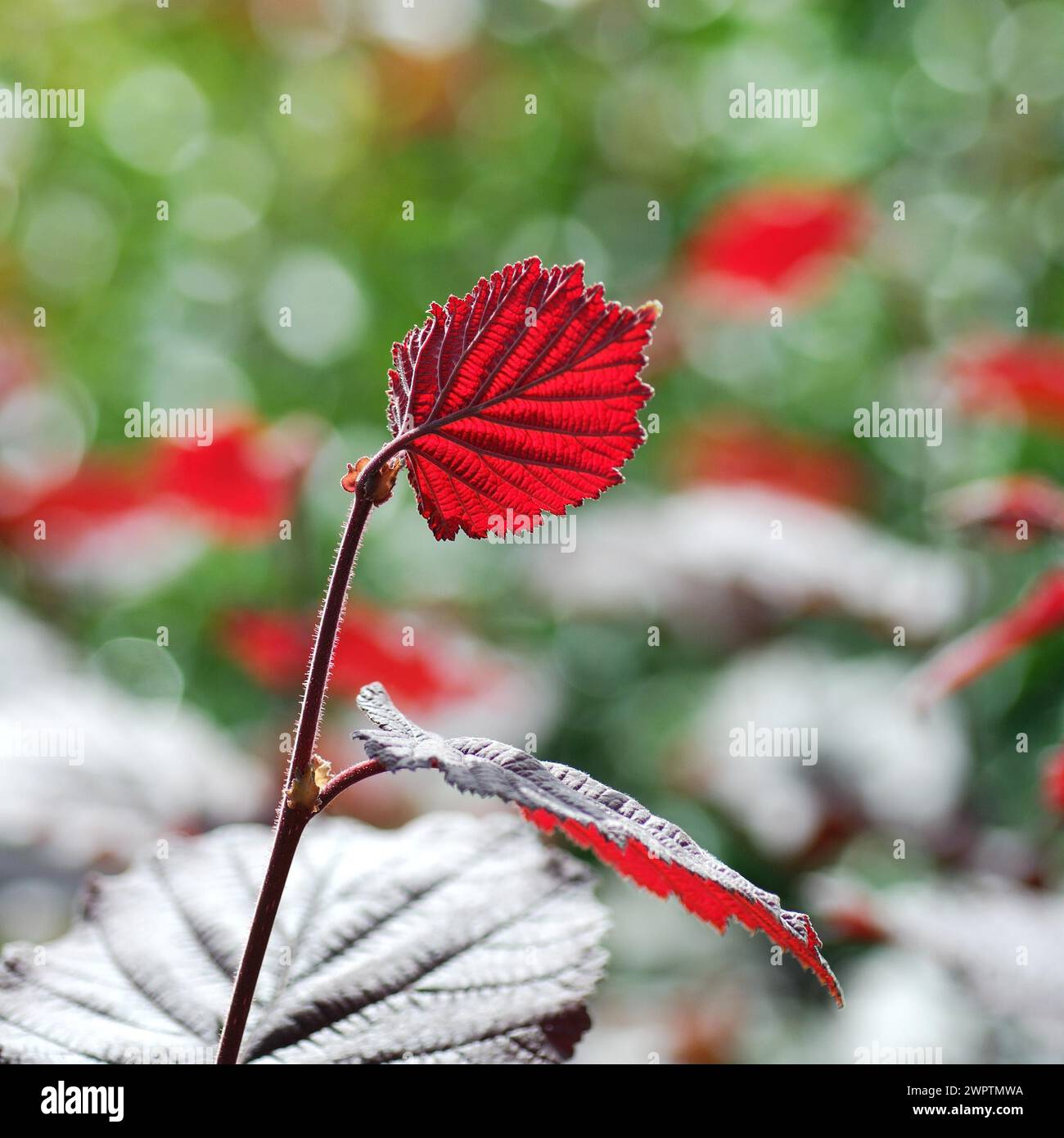 Corylus maxima 'Purpurea' Stockfoto