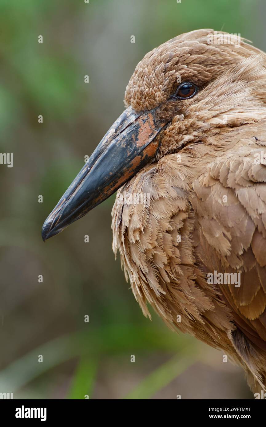 Kopf Eines Hamerkop Vogels, Scopus Regenschirm, zeigt den großen Mächtigen, Bill, Schnabel Stockfoto
