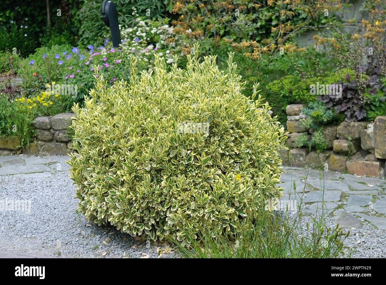 Japanische Spindelbuchse, japanische Spindelbuchse (Euonymus japonicus „Aureomarginatus“), de Tuinen van Appeltern, Appeltern, 150 Stockfoto