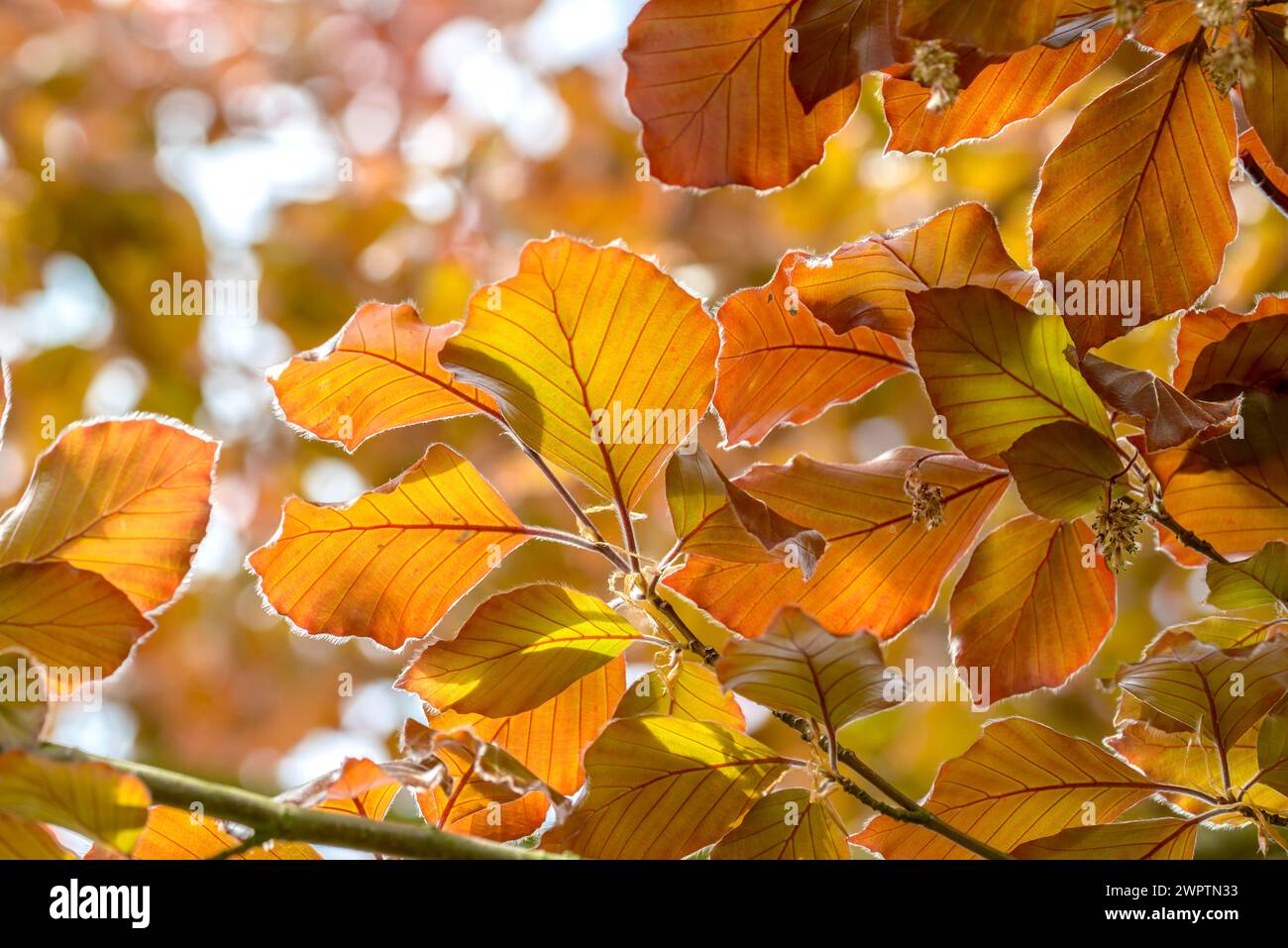 Blutbuche (Fagus sylvatica 'Atropunicea'), Laussnitz, Sachsen, Deutschland Stockfoto