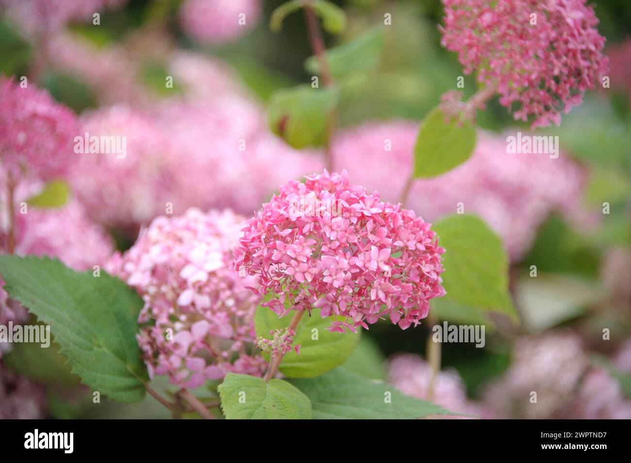 Pink Snowball Hortensie (Hortensie arborescens INVINCIBELLE) Stockfoto