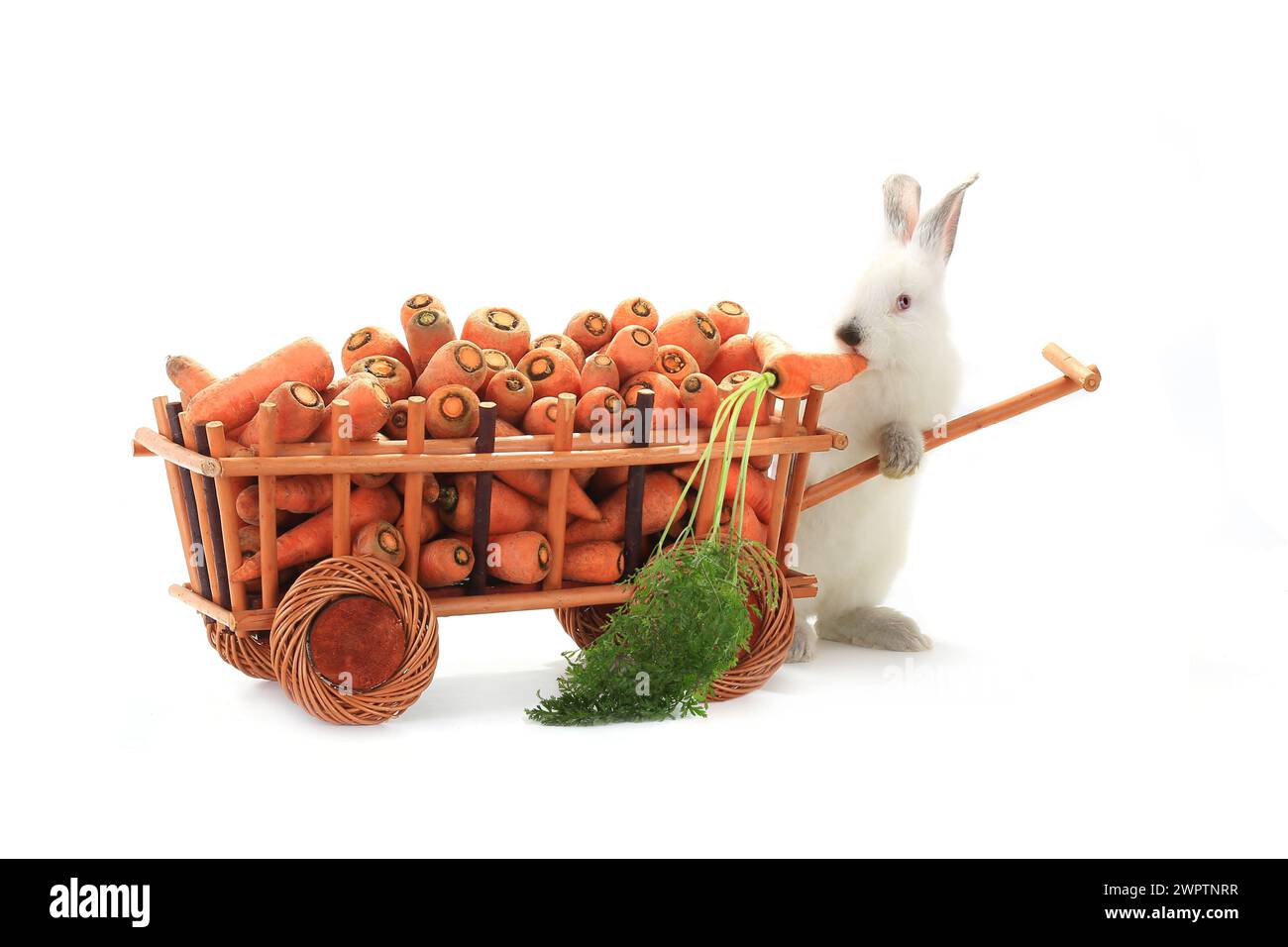 Ein weißes Kaninchen Vnut Karotten Stockfoto
