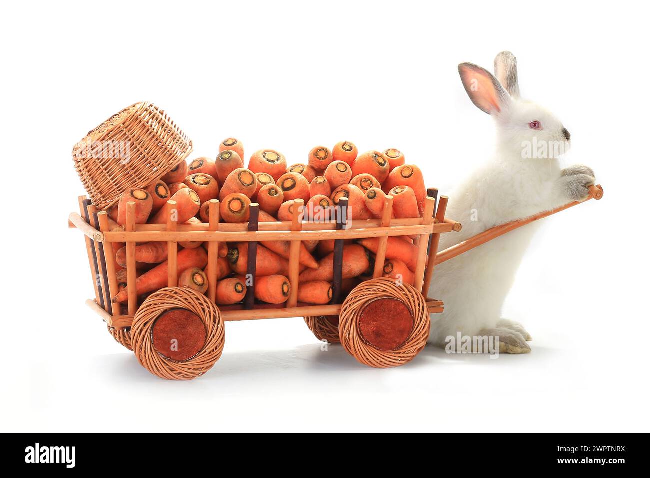 Ein weißes Kaninchen Vnut Karotten Stockfoto