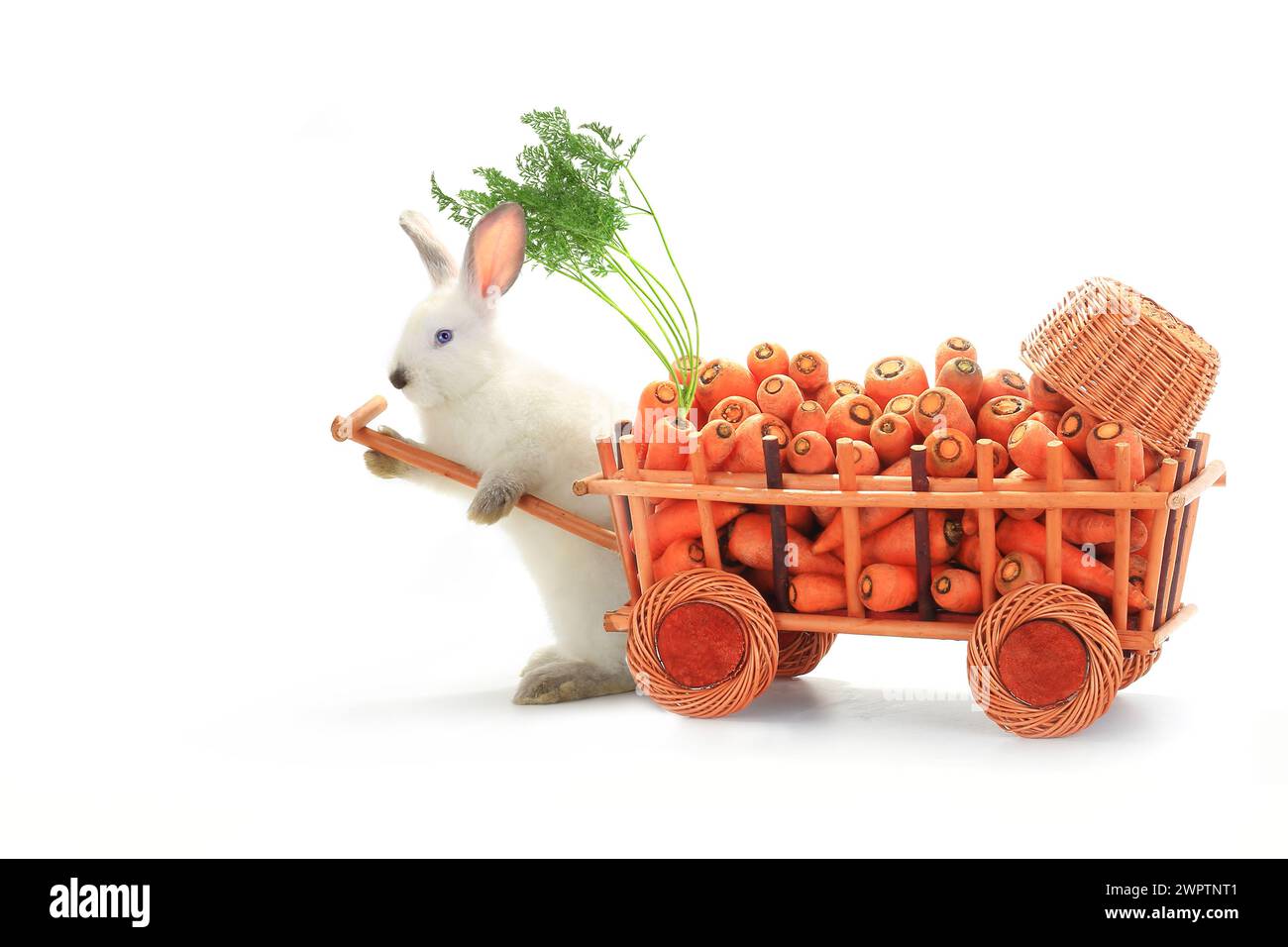 Ein weißes Kaninchen Vnut Karotten Stockfoto