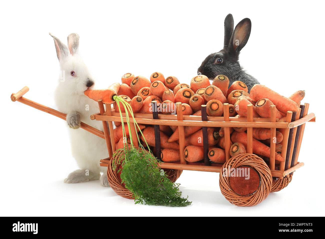 Ein weißes Kaninchen Vnut Karotten Stockfoto