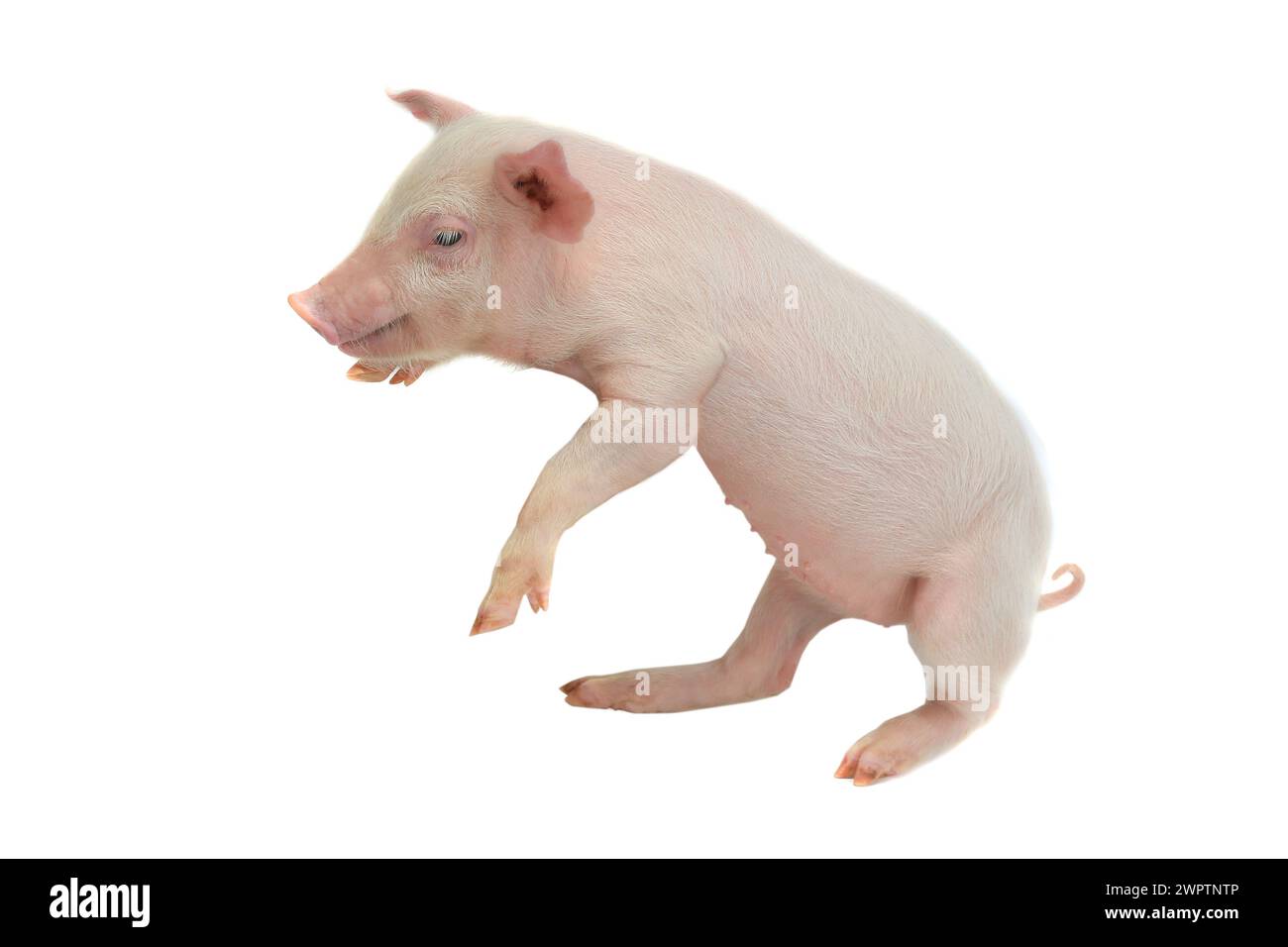 Auf Hinterbeine Schweine auf weißem Hintergrund. studio Stockfoto