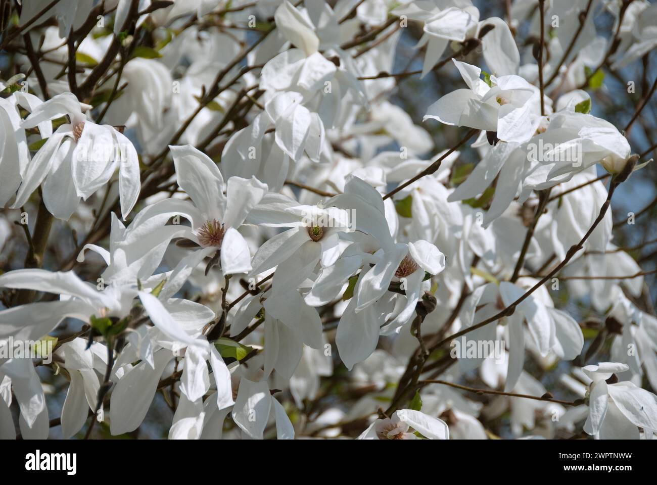 Magnolia (Magnolia 'Wada's Memory'), Christiansberg Botanischer Garten, Luckow, 81 Stockfoto