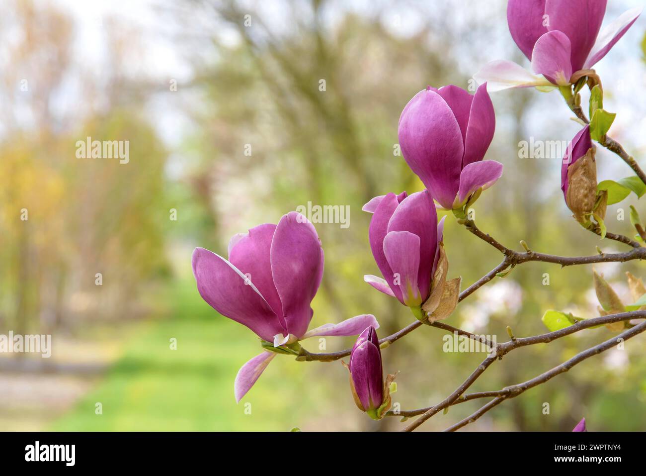 Tulpenmagnolie (Magnolia x soulangeana 'Lennei'), Sächsisches Landesamt für Umwelt, Landwirtschaft und Geologie, Pillnitz, Sachsen, Deutschland Stockfoto