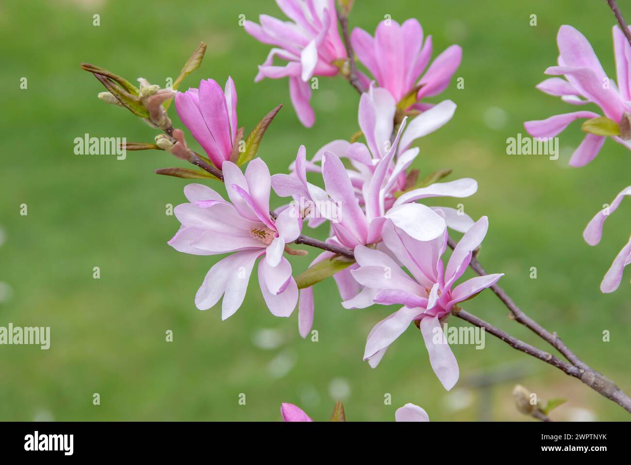 Magnolia x loebneri „Leonard Messel“, Arboretum Woislowitz, Niemcza, Niederschlesien, Polen Stockfoto