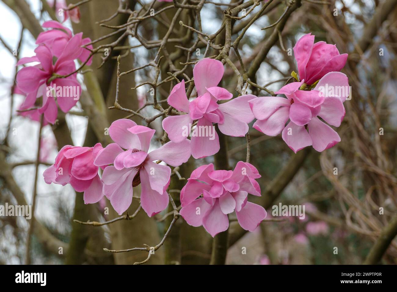 Magnolia (Magnolia sprengeri var. Diva), Otto Eisenhut Kindergarten, San Nazarro, Tessin, Schweiz Stockfoto