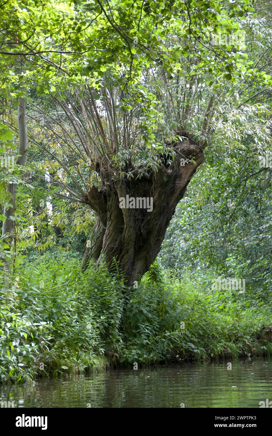 Pollarweide, Weiße Weide (Salix alba), Spreewald, Brandenburg, Deutschland Stockfoto