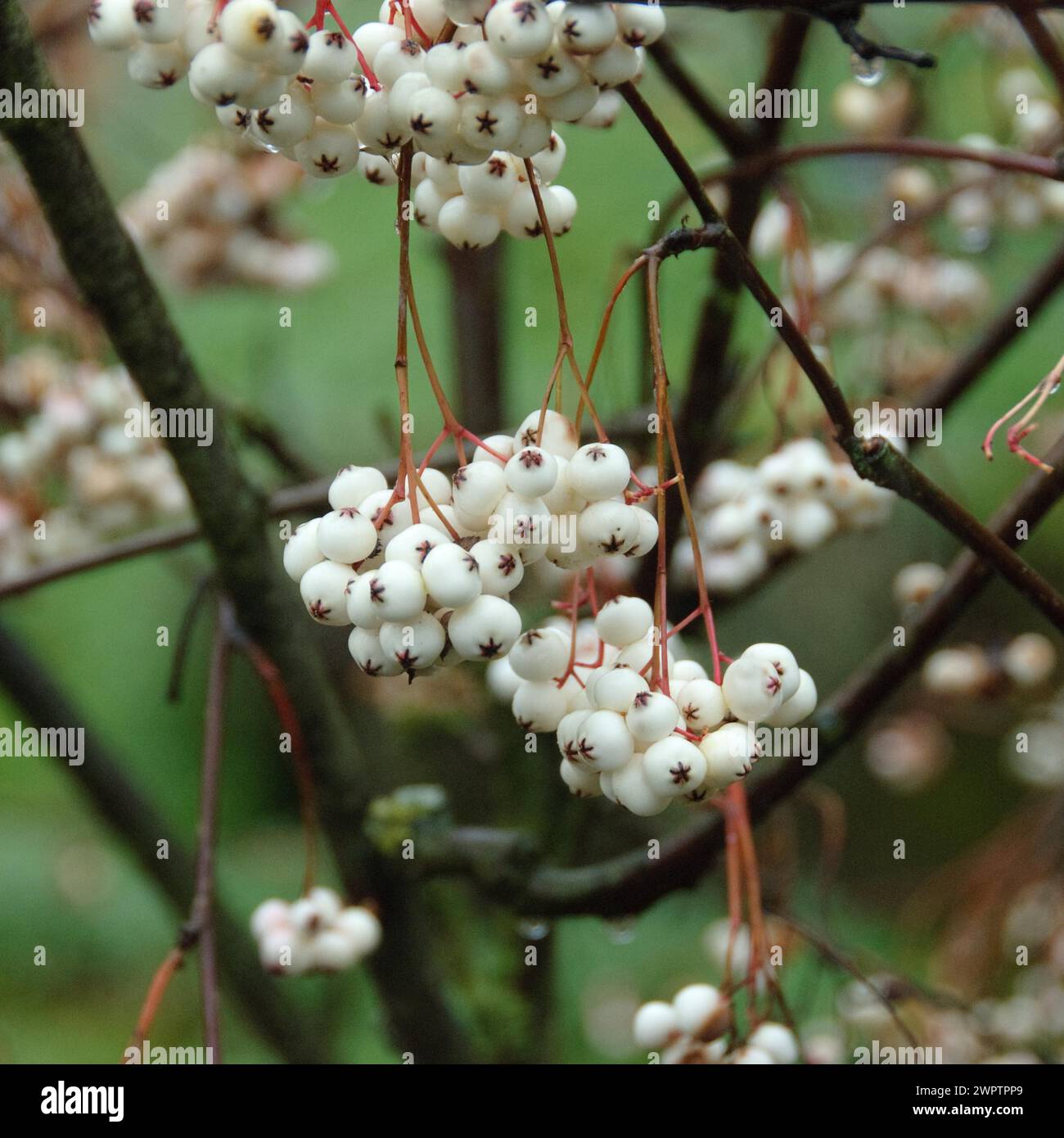 Weißfruchtige Eberesche (Sorbus koehneana) Stockfoto