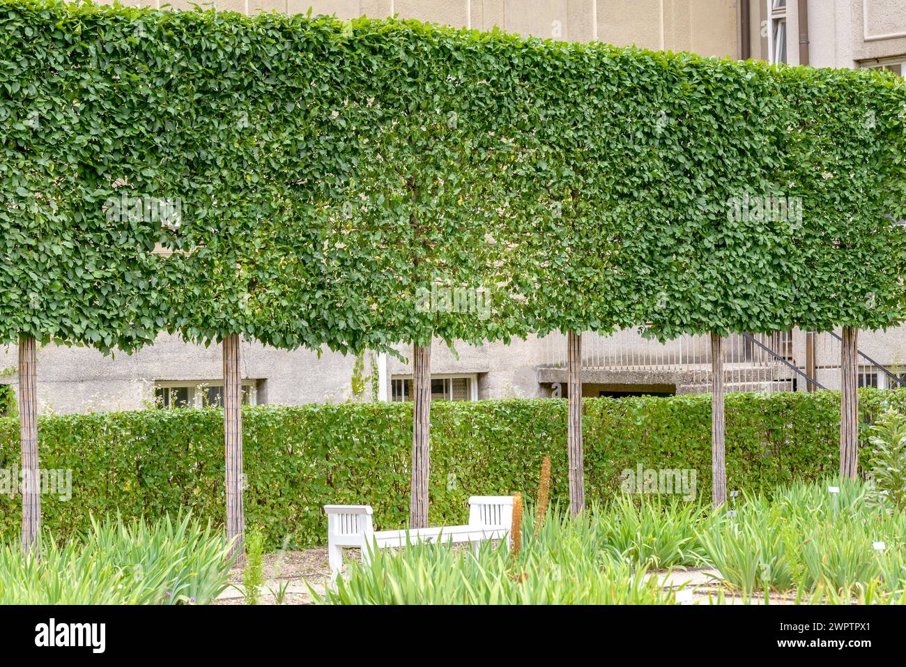 Flatterulme (Ulmus laevis), Botanischer Garten, München, Bayern, Deutschland Stockfoto