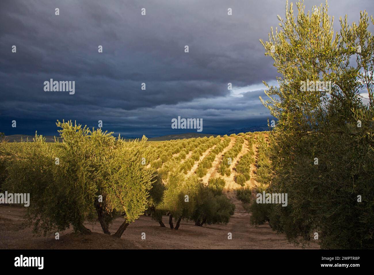 Am späten Nachmittag fällt Licht in den Olivenhain Stockfoto