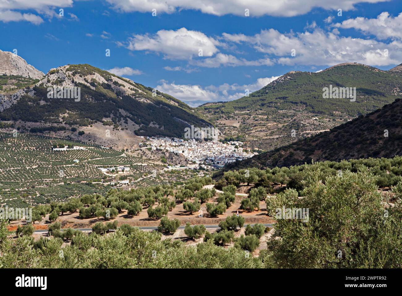 Olivenhain auf dem Weg zum Dorf Torres Stockfoto