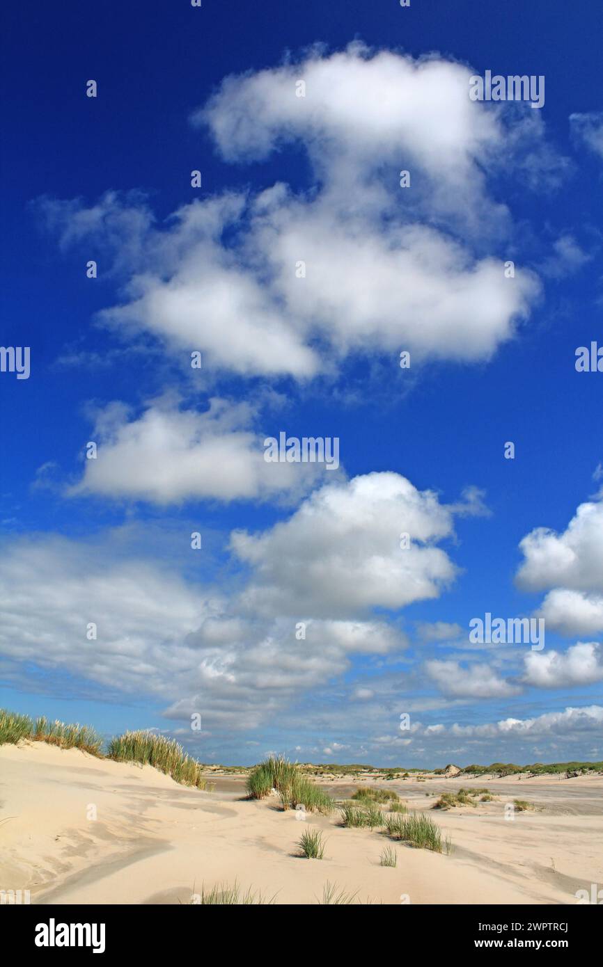 Sanddünen am Strand. Norderney, Ostfriesland, Niedersachsen, Bundesrepublik Deutschland Stockfoto