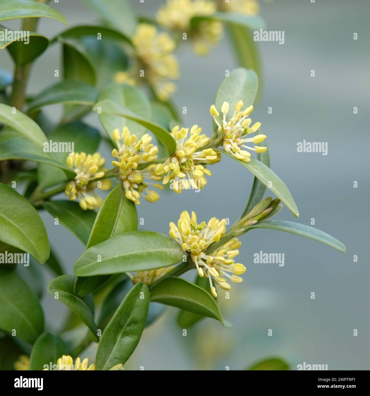 Europäische Gemeinschaftsbox (Buxus sempervirens var. Arborescens), Cambridge Botanical Garden, Deutschland Stockfoto