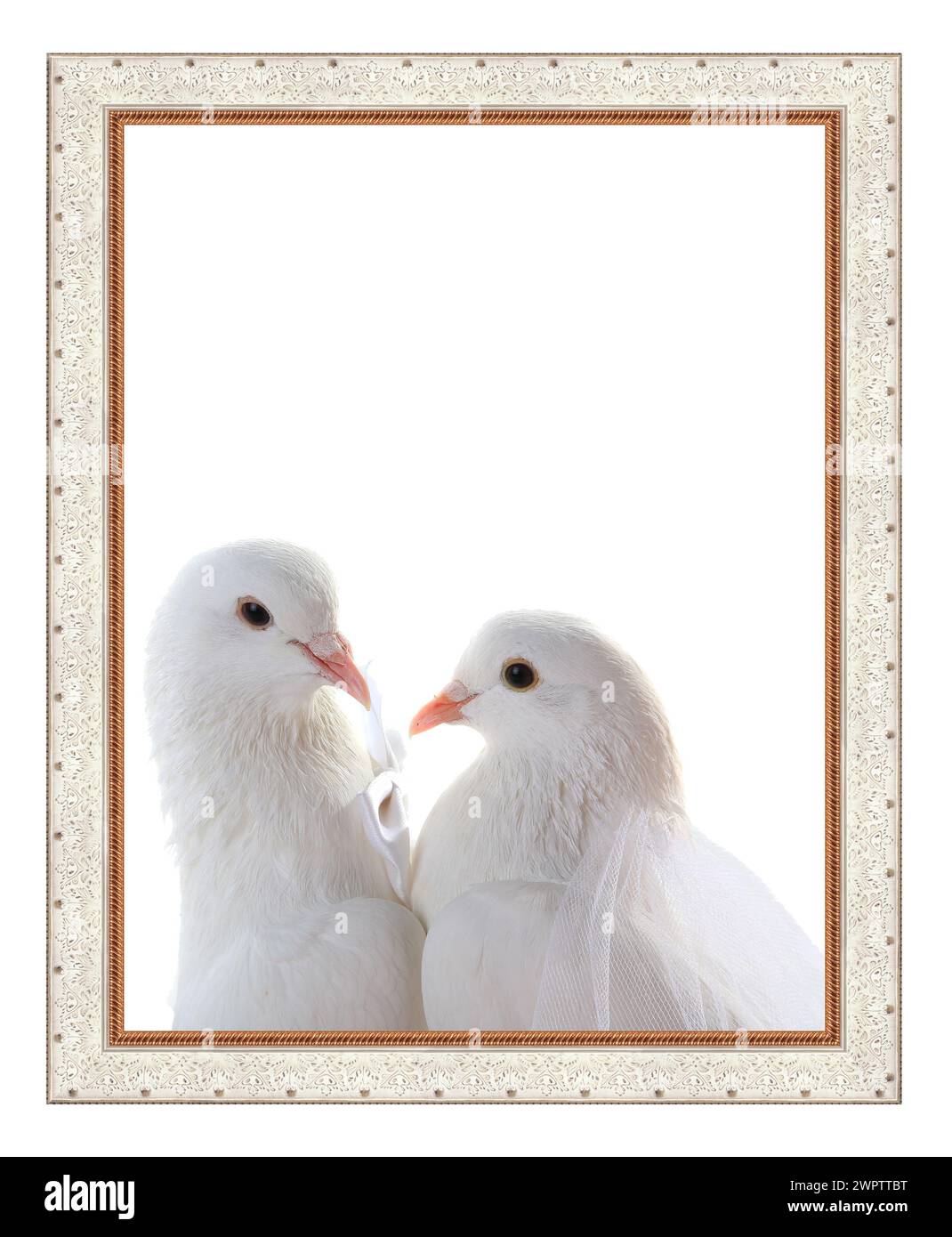Porträt der Taubenhochzeit im Rahmen. Symbol für Liebe und Hochzeit. Stockfoto