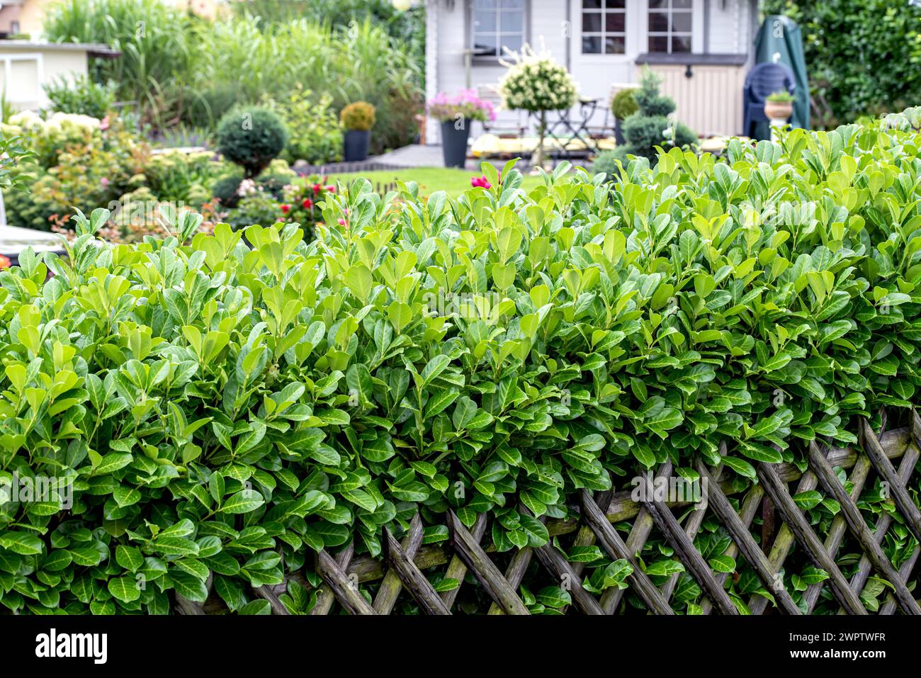 Lorbeerkirsche (Prunus laurocerasus „Rotundifolia“), Cambridge Botanical Garden, Deutschland Stockfoto