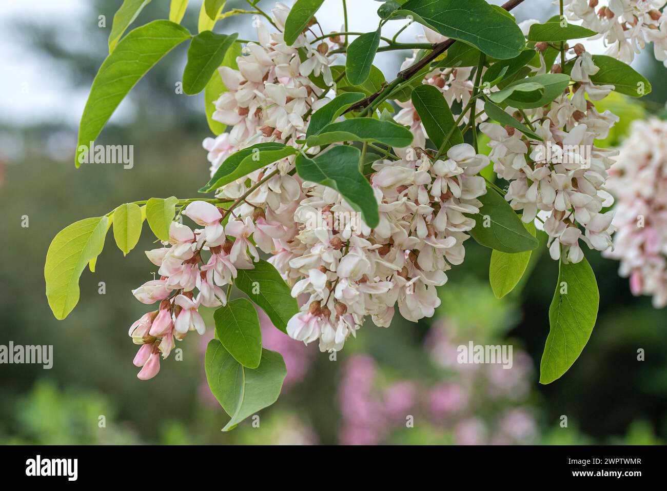 Robinia (Robinia pseudoacacia 'Unifoliola'), Cambridge Botanical Garden