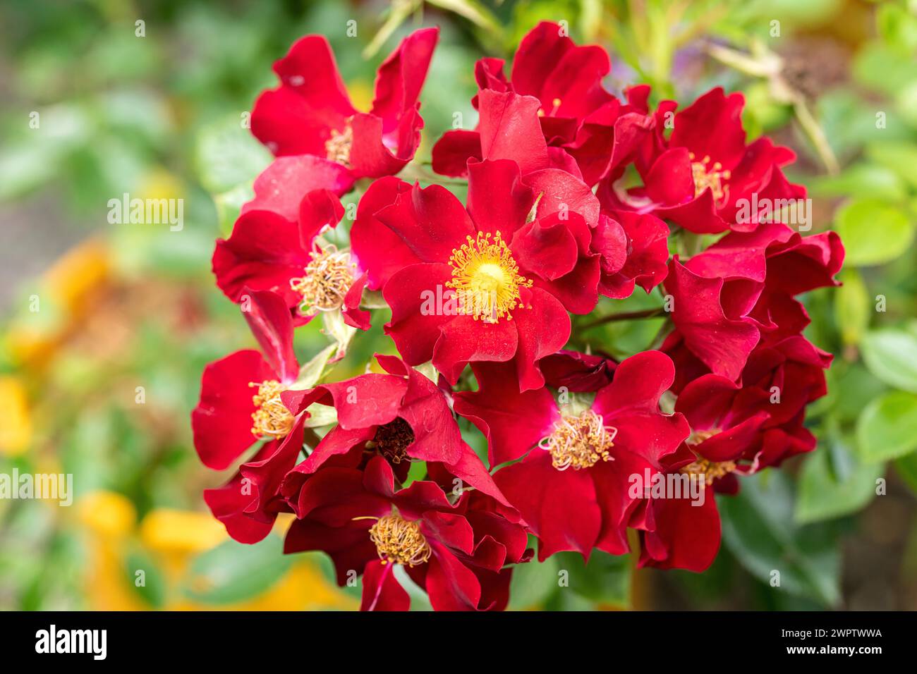 Bienenweide-Rose (Rosa „BienenweideR Rot“), Cambridge Botanical Garden, Deutschland Stockfoto