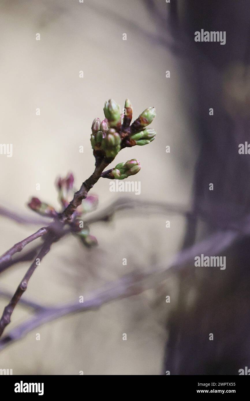 Washington, DC, USA. März 2024. Am 8. März 2024 blühen die Kirschblüten zu den Blüten der dritten Stufe. Quelle: Mi34/Media Punch/Alamy Live News Stockfoto