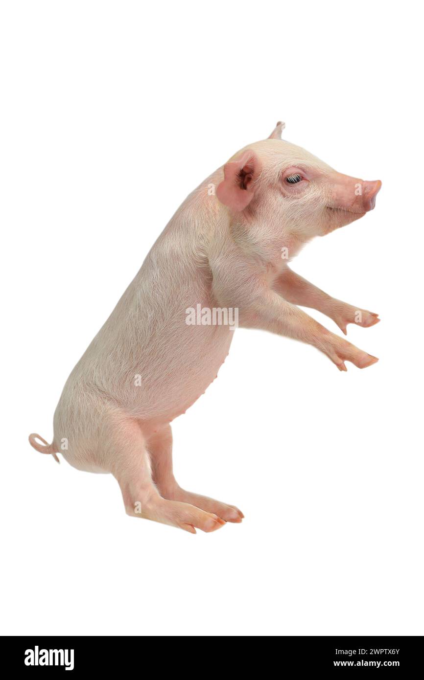 Auf Hinterbeine Schweine auf weißem Hintergrund. studio Stockfoto