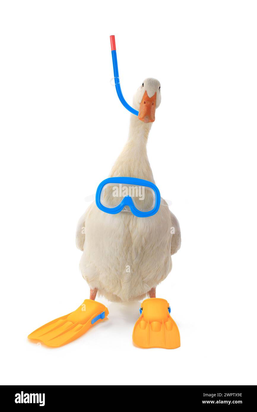 Isolierte Ente in Sportausrüstung des Tauchstudios Stockfoto