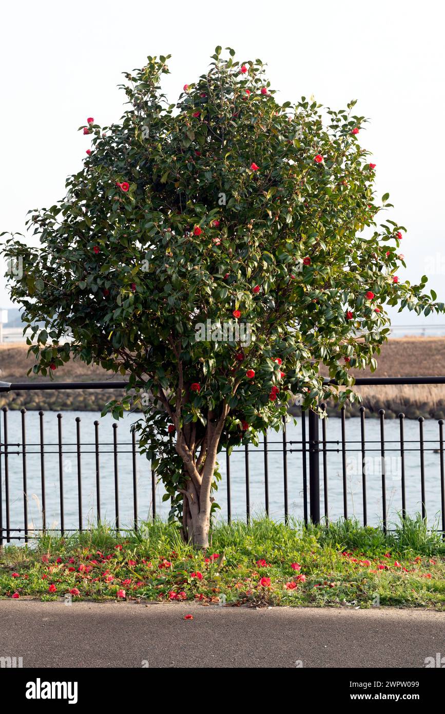 Ein Kamelienbaum am Fluss in Japan Stockfoto