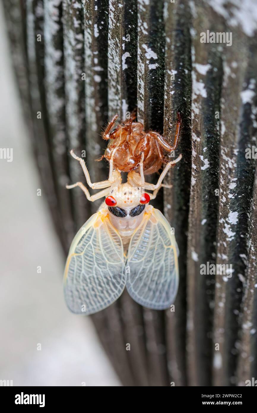 Eine langsame Albino cicada taucht aus ihrer Schale auf, während sie an einer Vase hängt. Stockfoto