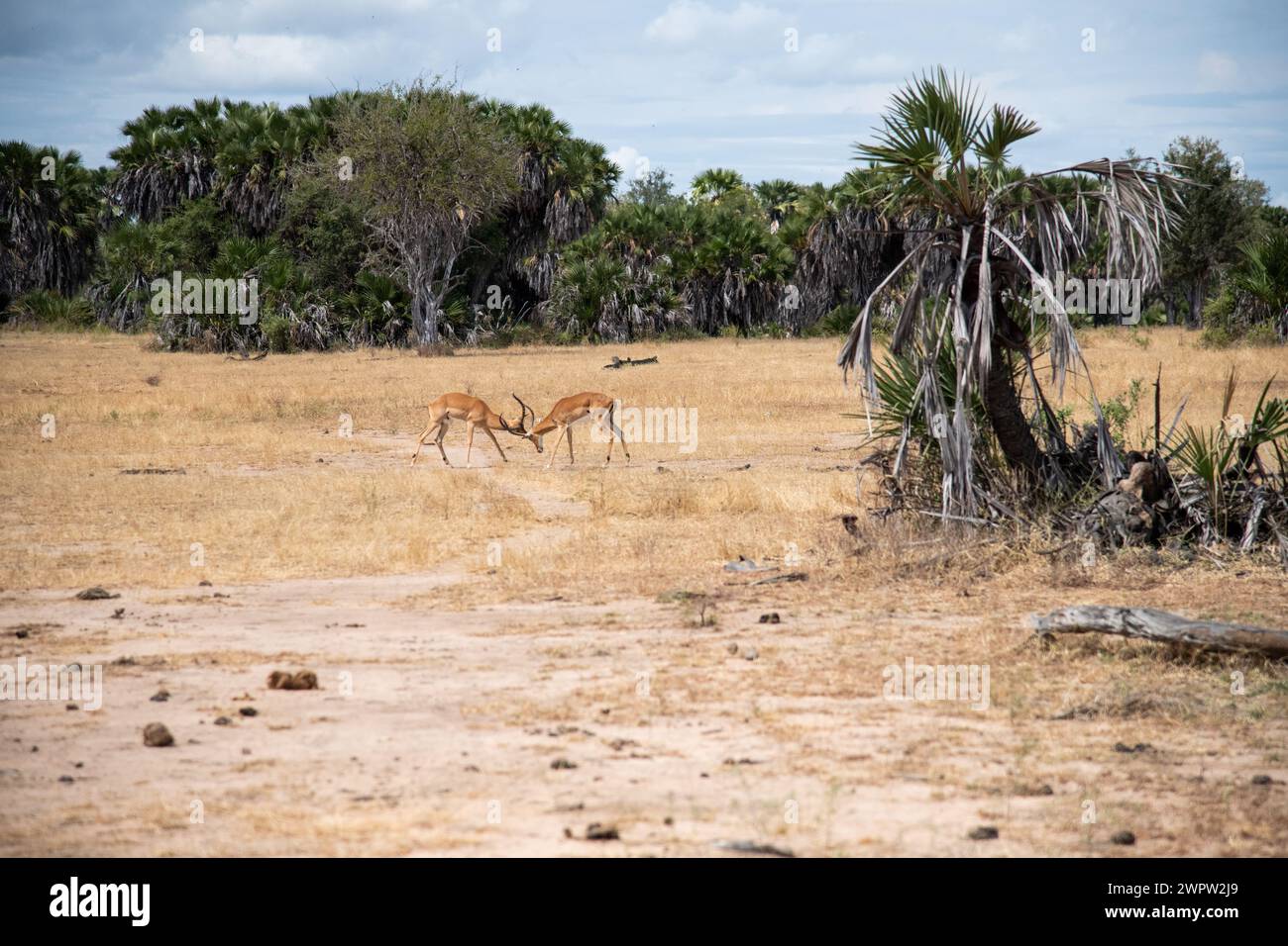 Impalas kämpfen im Nationalpark in Tansania Stockfoto