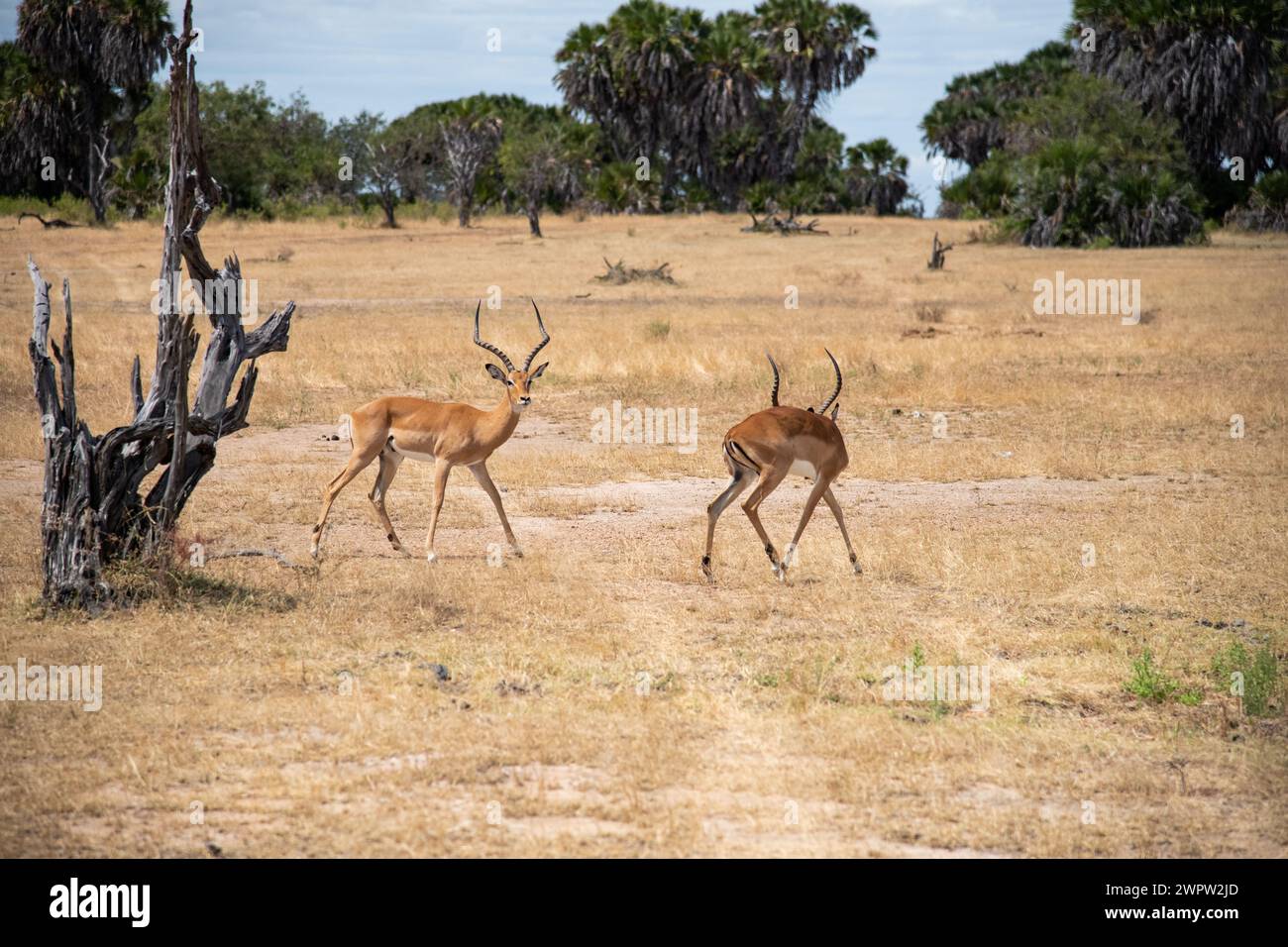 Impalas kämpfen im Nationalpark in Tansania Stockfoto