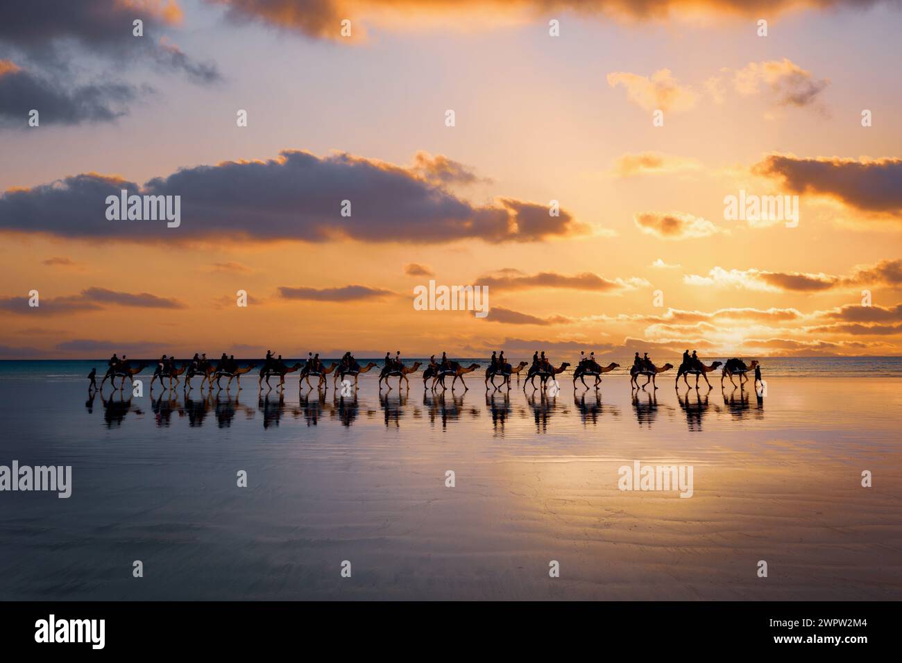 Cable Beach, Broome, Kamele am Ufer bei Sonnenuntergang. Westaustralien Stockfoto