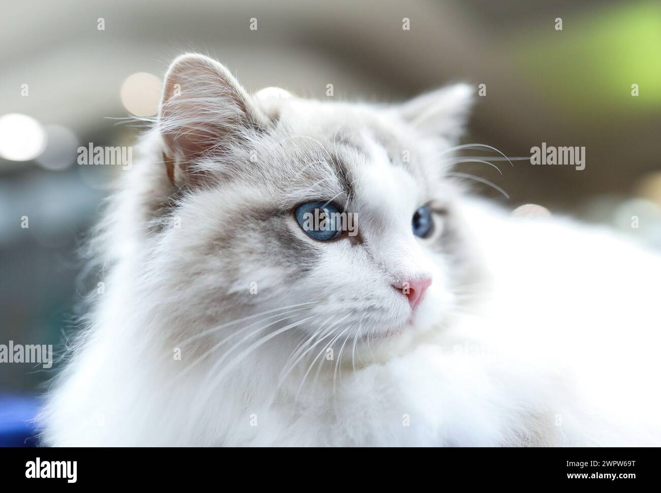 Zagreb, Hrvatska. März 2024. Die erste internationale Ausstellung von reinrassigen Katzen, organisiert vom Verband der Felinologischen Gesellschaften Kroatiens, findet am 09. Statt. Und 10. März 2024 in Zagreb, Kroatien. Foto: Emica Elvedji/PIXSELL Credit: Pixsell/Alamy Live News Stockfoto