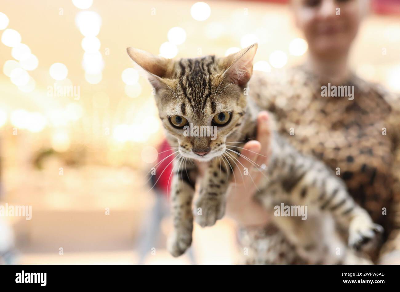 Zagreb, Hrvatska. März 2024. Die erste internationale Ausstellung von reinrassigen Katzen, organisiert vom Verband der Felinologischen Gesellschaften Kroatiens, findet am 09. Statt. Und 10. März 2024 in Zagreb, Kroatien. Foto: Emica Elvedji/PIXSELL Credit: Pixsell/Alamy Live News Stockfoto