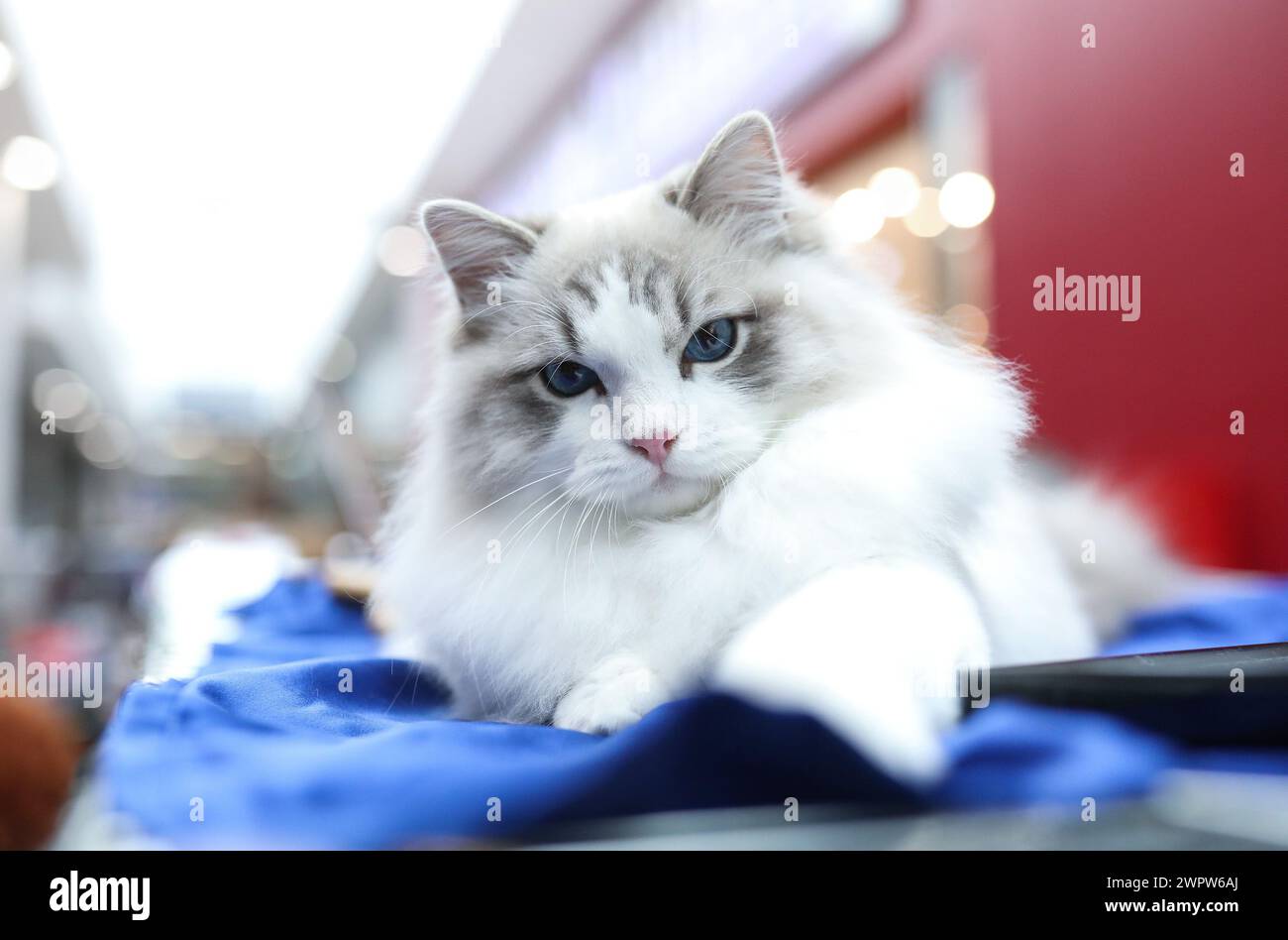 Zagreb, Hrvatska. März 2024. Die erste internationale Ausstellung von reinrassigen Katzen, organisiert vom Verband der Felinologischen Gesellschaften Kroatiens, findet am 09. Statt. Und 10. März 2024 in Zagreb, Kroatien. Foto: Emica Elvedji/PIXSELL Credit: Pixsell/Alamy Live News Stockfoto