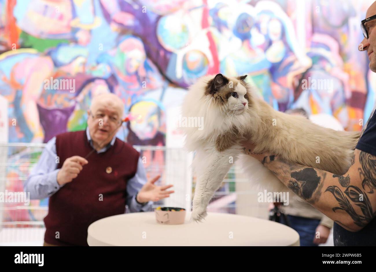 Zagreb, Hrvatska. März 2024. Die erste internationale Ausstellung von reinrassigen Katzen, organisiert vom Verband der Felinologischen Gesellschaften Kroatiens, findet am 09. Statt. Und 10. März 2024 in Zagreb, Kroatien. Foto: Emica Elvedji/PIXSELL Credit: Pixsell/Alamy Live News Stockfoto