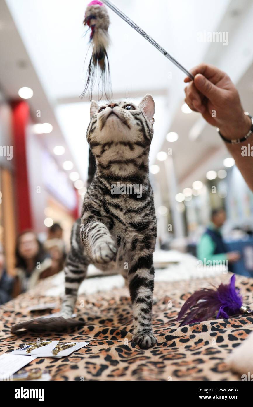 Zagreb, Hrvatska. März 2024. Die erste internationale Ausstellung von reinrassigen Katzen, organisiert vom Verband der Felinologischen Gesellschaften Kroatiens, findet am 09. Statt. Und 10. März 2024 in Zagreb, Kroatien. Foto: Emica Elvedji/PIXSELL Credit: Pixsell/Alamy Live News Stockfoto