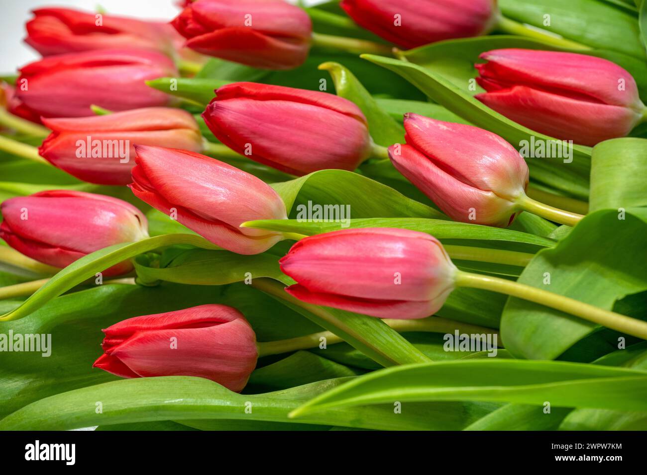Frühlingsstrauß aus rosa Tulpen Stockfoto