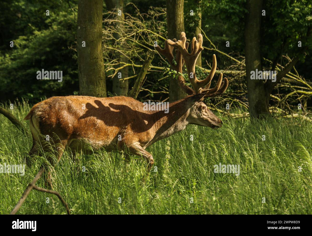 Red deee männlich im Juni im Dyrehaven Naturpark in Dänemark Stockfoto