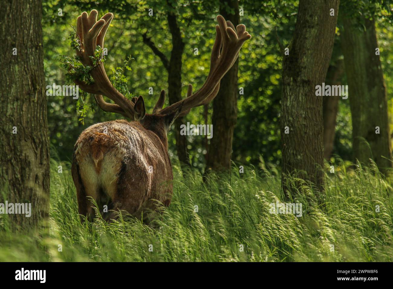 Red deee männlich im Juni im Dyrehaven Naturpark in Dänemark Stockfoto